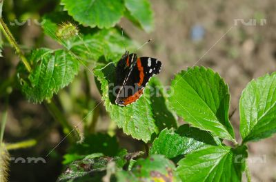 Butterfly admiral