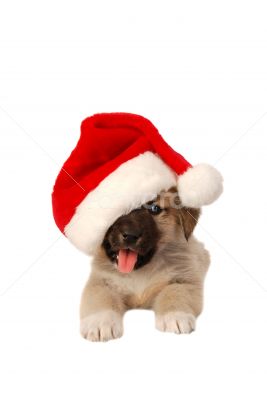 Cute Puppy In a Christmas Hat - holiday theme