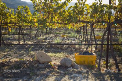 Wine Grapes In Harvest Bins One Fall Morning