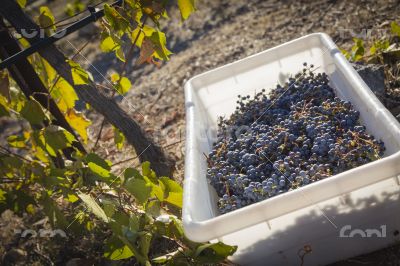 Wine Grapes In Harvest Bins One Fall Morning