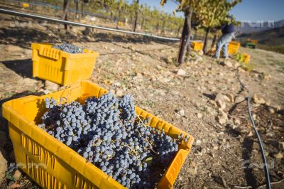 Workers Harvest Ripe Red Wine Grapes Into Bins
