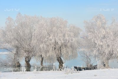 winter trees covered with frost