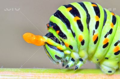papilio machaon caterpillar