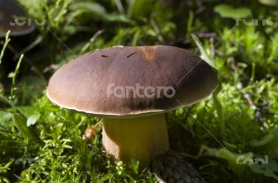 Cep Mushroom Growing in Autumn Forest. Boletus 