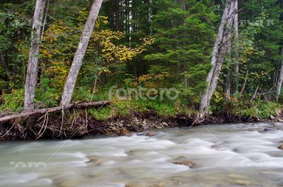 Flowing water of Carpathian mountain stream 