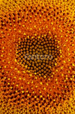 Middle of Sunflower Close-Up 