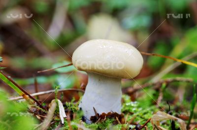 One of fresh natural edible mushrooms in autumn forest