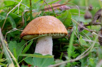 Mushrooms orange cap boletus in the grass