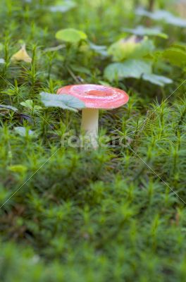 Wild mushrooms on the forest ground