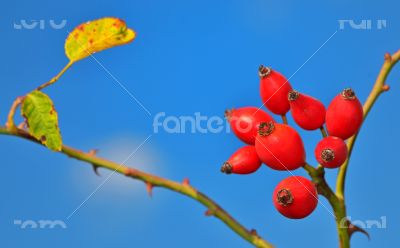 Rose hips from the bushes