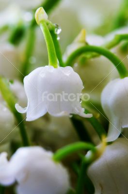 Close up of Lily of the valley 