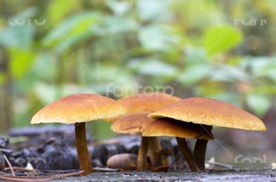 mushrooms growing in the forest