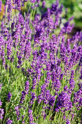macro of lavender plant. herbal landscape of aromatic plant.