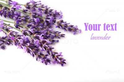  lavender flower on white background 