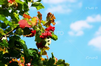 Red Viburnum berries in the tree 