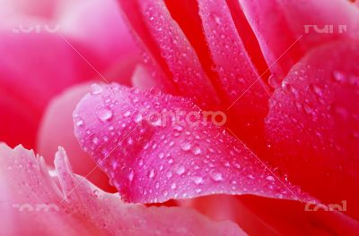 Water drops on peony petals, flower background 