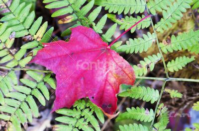 Maple leaf lying on fern