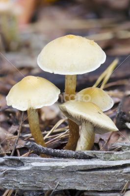 Wild mushrooms on the ground. 