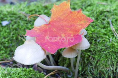 Picture of a wildlife forest mushroom in the woods Picture of a wildlife forest mushroom in the woods