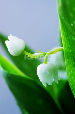 Close up of Lily of the valley 