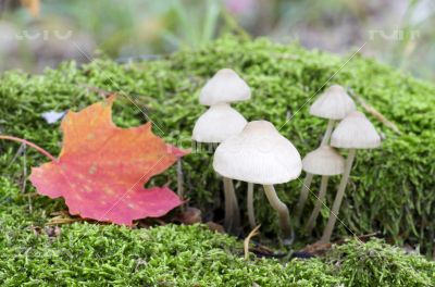 Wild mushrooms on the forest ground 