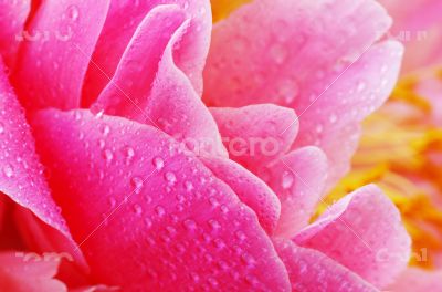 Water drops on peony petals, flower background 