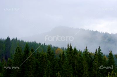 Foggy summer morning in the mountains. Carpathian, Ukraine, 