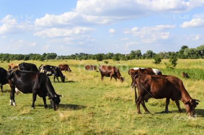 Herd of cows