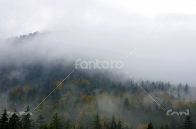 Foggy summer morning in the mountains. Carpathian, Ukraine,