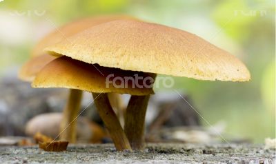 Wild mushrooms on the ground. 