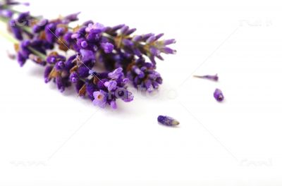 lavender flower on white background