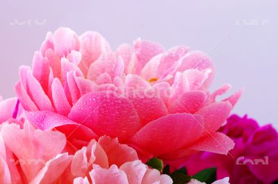 Water drops on peony petals, flower background 