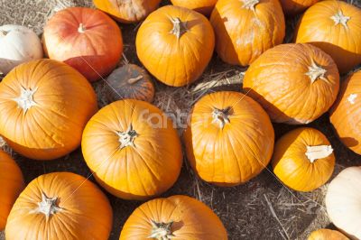 Fresh Orange Pumpkins and Hay in Rustic Fall Setting