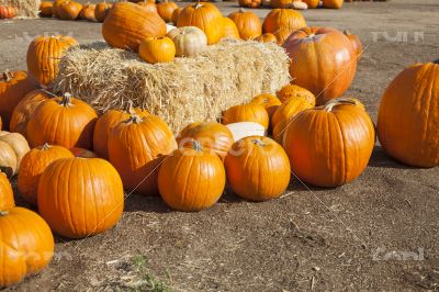 Fresh Orange Pumpkins and Hay in Rustic Fall Setting