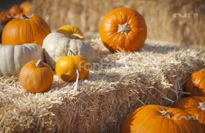 Fresh Orange Pumpkins and Hay in Rustic Fall Setting