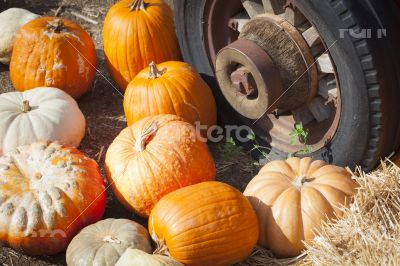 Fresh Fall Pumpkins and Old Rusty Antique Tire 