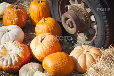 Fresh Fall Pumpkins and Old Rusty Antique Tire Fresh Fall Pumpkins and Old Rusty Antique Tire