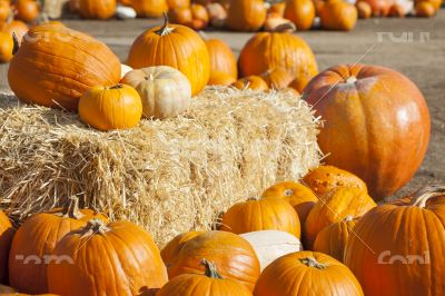 Fresh Orange Pumpkins and Hay in Rustic Fall Setting