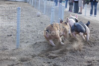 A Day at the Little Pig Races
