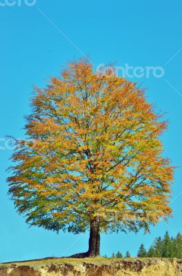 Autumn Tree Autumn Tree