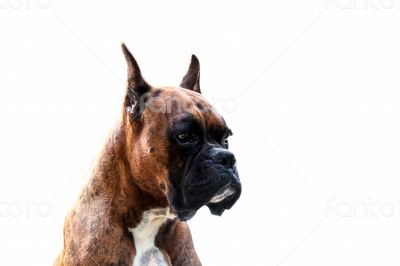 Boxer Dog 