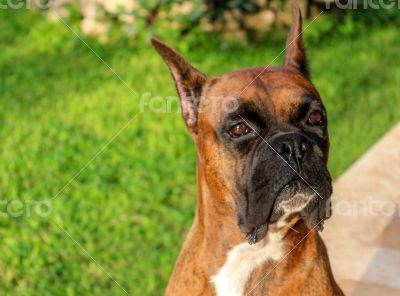 Purebred Boxer Dog