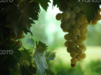 Green Vine Grapes