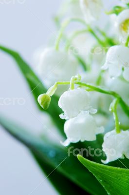 Close up of Lily of the valley. DOF 
