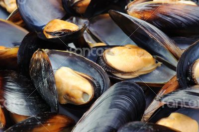 Mussels