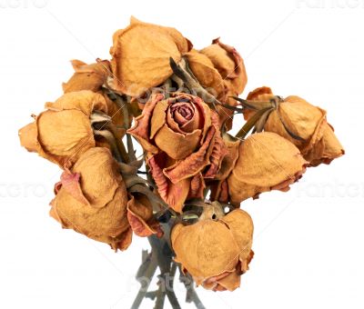 Dry Roses