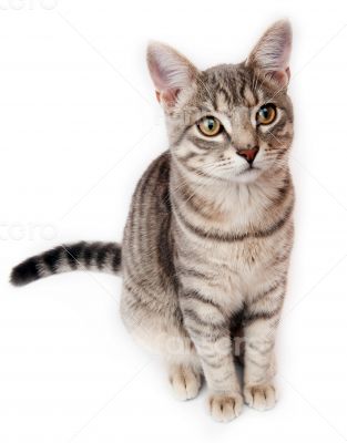 British Shorthair kitten on white background