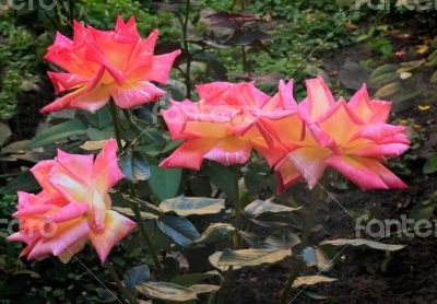 Beautiful blossoming rose against the green of the leaves