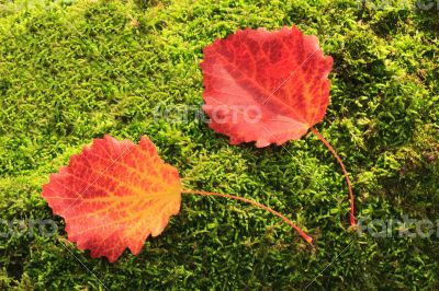 Fallen red leaves of aspen on a background of green moss on the 