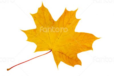 Autumn, yellow maple leaf on a white background.